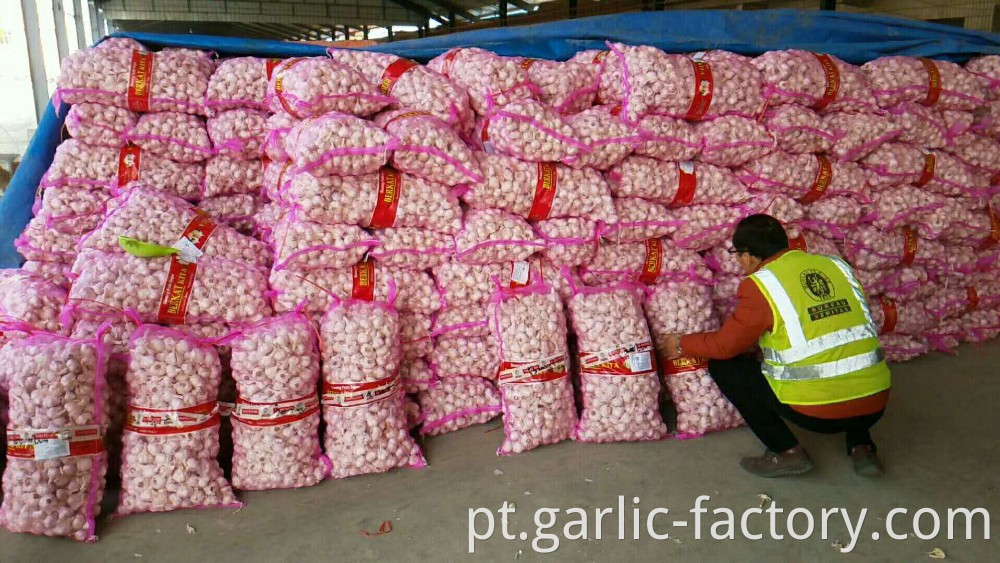 Cheap and good fresh garlic in 10kg bags
